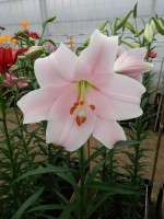 [4125 Mitsuyo ST No02.JPG]